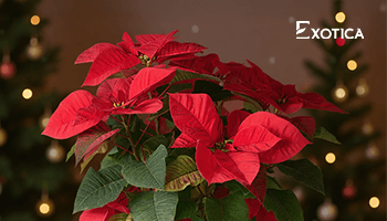 Explosive Digital Success for Exotica in the UAE